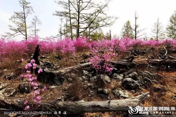 知道中国最大最美的兴安杜鹃花海在哪里吗？