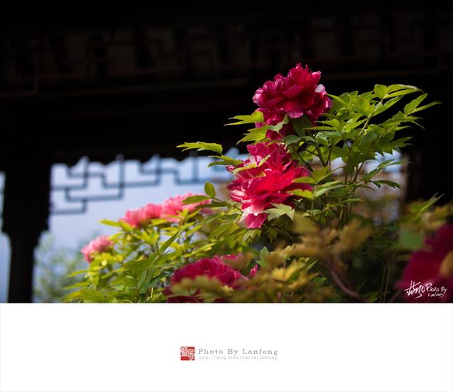 国色天香--牡丹花开动申城