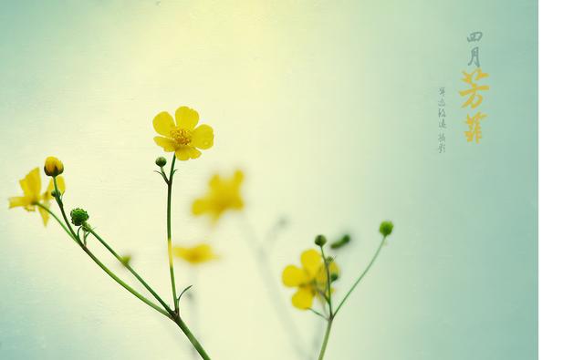 「黑土地」人间四月芳菲尽