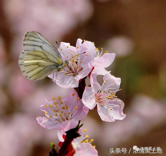 光影世界 吴永江：是谁描化了这绮丽的红妆